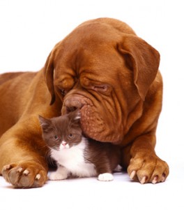 Big dog and small kitten.